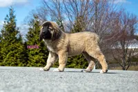 Fila Braziliero/CO pup 4, a male Caucasian Ovcharka and Fila Brasileiro for sale in Newburgh, NY – Photo 2 of 5