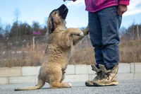 Fila Braziliero/CO pup 4, a male Caucasian Ovcharka and Fila Brasileiro for sale in Newburgh, NY – Photo 5 of 5