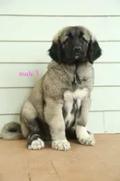 Purebred Kangal  male 3, a male Kangal Dog for sale in Newburgh, NY – 8 of 10