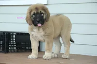 Purebred Caucasian Ovcharka pup 3, a female Caucasian Ovcharka for sale in Newburgh, NY – 1 of 7