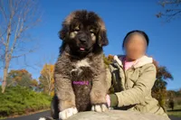 Purebred Caucasian Ovcharka female 2, a female Caucasian Ovcharka for sale in Newburgh, NY – 4 of 6