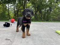 Tibetan Mastiff cross male , a male Rottweiler and Tibetan Mastiff for sale in Newburgh, NY – 3 of 5