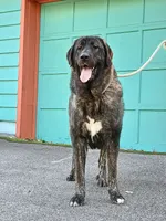 Caucasian Ovcharka/Spanish Mastiff 1 Female, a female Spanish Mastiff and Caucasian Ovcharka for sale in Newburgh, NY – 8 of 8