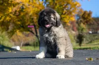 Purebred Caucasian Ovcharka male , a male Caucasian Ovcharka for sale in Newburgh, NY – 4 of 6