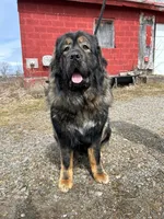 Tibetan Mastiff/Caucasian Ovcharka male, a male Caucasian Ovcharka and Tibetan Mastiff for sale in Newburgh, NY – 2 of 4