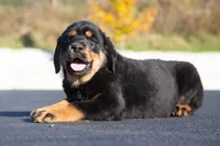 Tibetan Mastiff cross Caucasian Ovcharka and Rottweiler 1 female, a female Caucasian Ovcharka and Tibetan Mastiff for sale in Newburgh, NY – 6 of 7