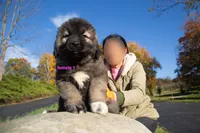 Purebred Caucasian Ovcharka female 1, a female Caucasian Ovcharka for sale in Newburgh, NY – 4 of 9