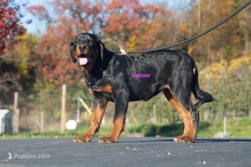 Tibetan Mastiff cross Female  – Rottweiler, Tibetan Mastiff puppy for sale in Newburgh, NY