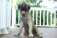 Purebred Kangal 1 Female, a female Kangal Dog for sale in Newburgh, NY – 3 of 6