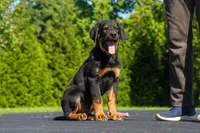 Tibetan Mastiff cross male , a male Rottweiler and Tibetan Mastiff for sale in Newburgh, NY – 2 of 4