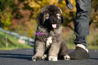 Purebred Caucasian Ovcharka female 1, a female Caucasian Ovcharka for sale in Newburgh, NY – 6 of 9