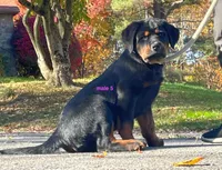 Tibetan Mastiff cross male 5, a male Caucasian Ovcharka and Tibetan Mastiff for sale in Newburgh, NY – 2 of 3