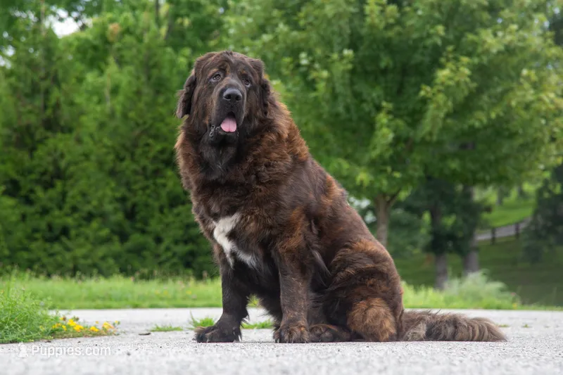 Tibetan Mastiff Queen – Caucasian Ovcharka, Tibetan Mastiff puppy for sale in Newburgh, NY