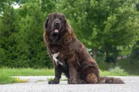 Tibetan Mastiff Queen, a female Caucasian Ovcharka and Tibetan Mastiff for sale in Newburgh, NY – 1 of 8