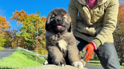 Purebred Caucasian Ovcharka female 1, a female Caucasian Ovcharka for sale in Newburgh, NY – 9 of 9