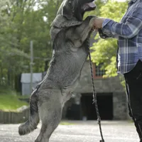 Spanish Mastiff/CO 2, a male Spanish Mastiff and Caucasian Ovcharka for sale in Newburgh, NY – Photo 2 of 3