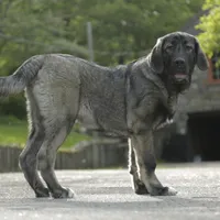 Spanish Mastiff/CO 2, a male Spanish Mastiff and Caucasian Ovcharka for sale in Newburgh, NY – Photo 3 of 3