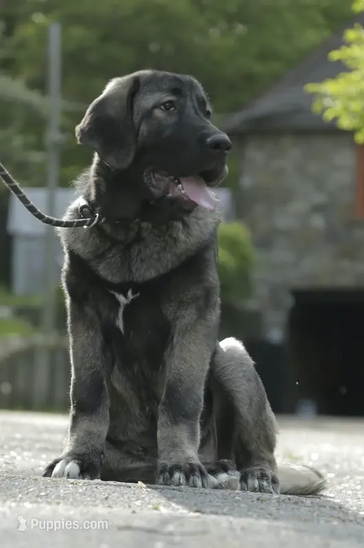 Spanish Mastiff/CO 2