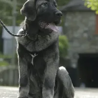 Spanish Mastiff/CO 2, a male Spanish Mastiff and Caucasian Ovcharka for sale in Newburgh, NY – Photo 1 of 3