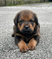 Tibetan Mastiff cross male 2, a male Caucasian Ovcharka and Tibetan Mastiff for sale in Newburgh, NY – 3 of 10