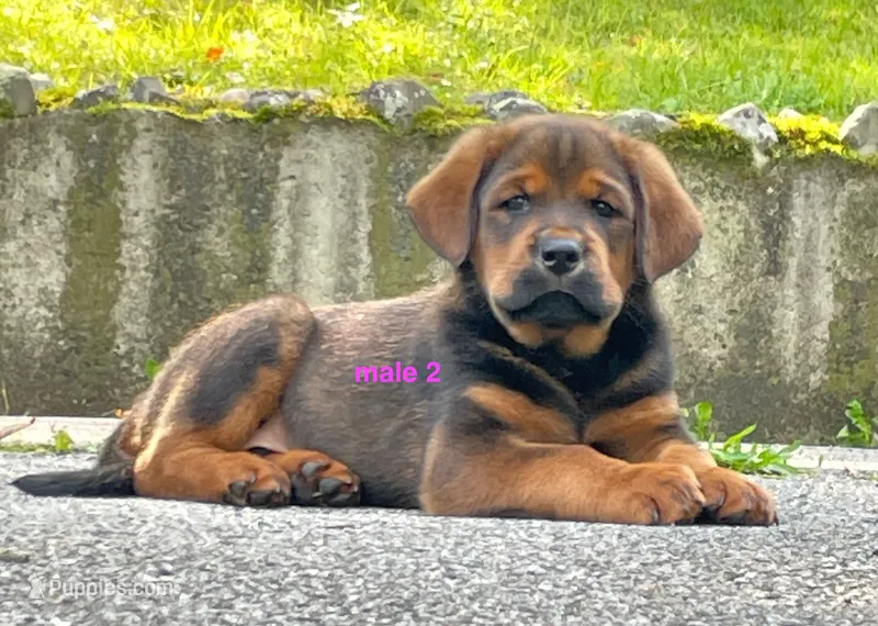 Tibetan Mastiff cross male 2 – Caucasian Ovcharka, Tibetan Mastiff puppy for sale in Newburgh, NY