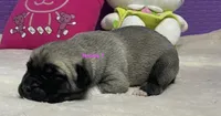 Kangal/Spanish mastiff female 1, a female Spanish Mastiff and Kangal Dog for sale in Newburgh, NY – 2 of 6