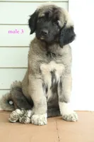 Purebred Kangal  male 3, a male Kangal Dog for sale in Newburgh, NY – 4 of 10