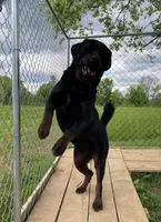 Tibetan Mastiff/Rottweiler female, a female Rottweiler and Tibetan Mastiff for sale in Newburgh, NY – 3 of 3