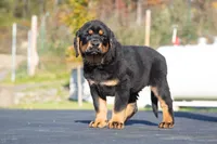 Tibetan Mastiff cross Caucasian Ovcharka and Rottweiler 1 female, a female Caucasian Ovcharka and Tibetan Mastiff for sale in Newburgh, NY – 4 of 7