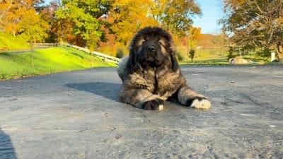 Purebred Caucasian Ovcharka female 3, a female Caucasian Ovcharka for sale in Newburgh, NY – 7 of 7