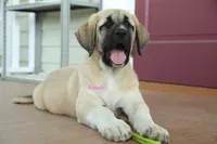 Purebred Kangal 1 Female, a female Kangal Dog for sale in Newburgh, NY – 9 of 9