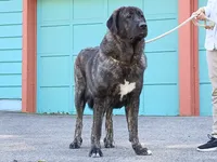 Caucasian Ovcharka/Spanish Mastiff 1 Female, a female Spanish Mastiff and Caucasian Ovcharka for sale in Newburgh, NY – 7 of 8