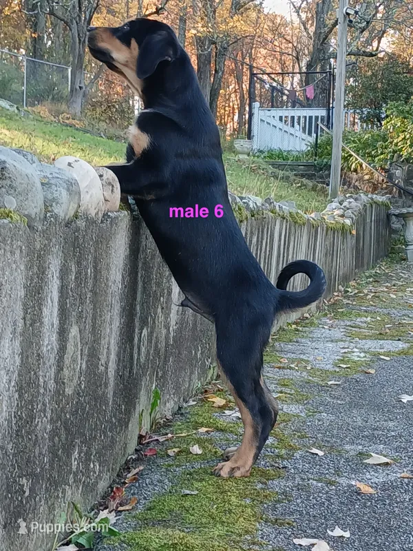 Tibetan Mastiff cross male 6 – Caucasian Ovcharka, Tibetan Mastiff puppy for sale in Newburgh, NY