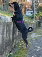 Tibetan Mastiff cross male 6, a male Caucasian Ovcharka and Tibetan Mastiff for sale in Newburgh, NY – 1 of 4