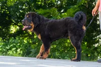 Purebred Tibetan Mastiff male, a male Tibetan Mastiff for sale in Newburgh, NY – 3 of 5
