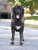 Caucasian Ovcharka/Spanish Mastiff 1 Female, a female Spanish Mastiff and Caucasian Ovcharka for sale in Newburgh, NY – 2 of 8