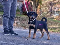 Tibetan Mastiff cross male 6, a male Caucasian Ovcharka and Tibetan Mastiff for sale in Newburgh, NY – 3 of 4