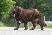 Tibetan Mastiff Queen, a female Caucasian Ovcharka and Tibetan Mastiff for sale in Newburgh, NY – 7 of 8
