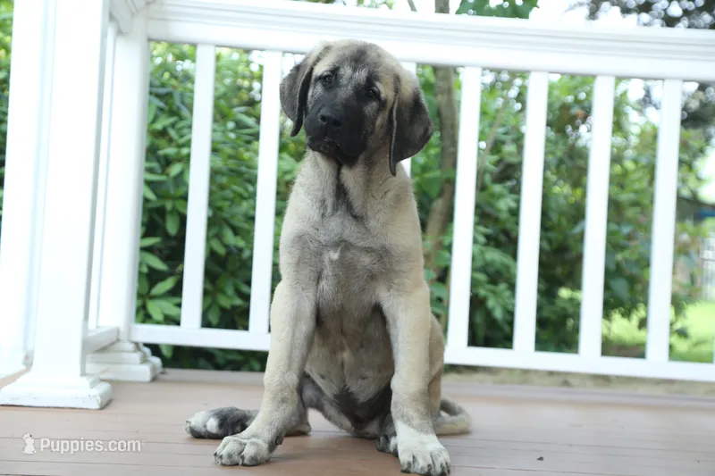 Purebred Kangal 1 Female – Kangal Dog puppy for sale in Newburgh, NY