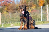 Tibetan Mastiff cross male 2, a male Rottweiler and Tibetan Mastiff for sale in Newburgh, NY – 4 of 6