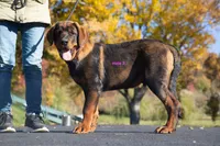 Tibetan Mastiff cross male 2, a male Rottweiler and Tibetan Mastiff for sale in Newburgh, NY – 3 of 6