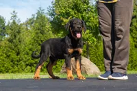 Tibetan Mastiff cross male , a male Rottweiler and Tibetan Mastiff for sale in Newburgh, NY – 3 of 4