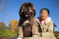 Purebred Caucasian Ovcharka female 2, a female Caucasian Ovcharka for sale in Newburgh, NY – 3 of 6