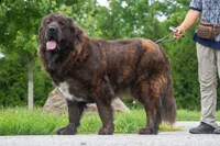 Tibetan Mastiff Queen, a female Caucasian Ovcharka and Tibetan Mastiff for sale in Newburgh, NY – 6 of 8