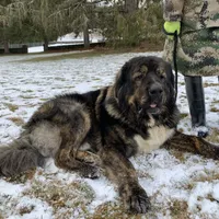 Tibetan Mastiff Prince, a male Caucasian Ovcharka and Tibetan Mastiff for sale in Newburgh, NY – Photo 3 of 4