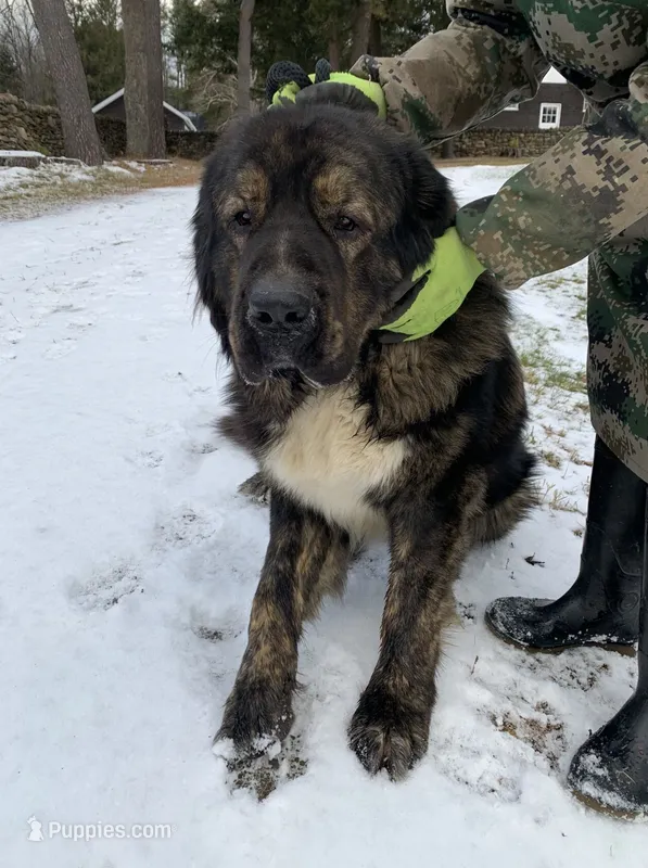 Tibetan Mastiff Prince