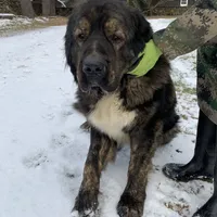Tibetan Mastiff Prince, a male Caucasian Ovcharka and Tibetan Mastiff for sale in Newburgh, NY – Photo 1 of 4