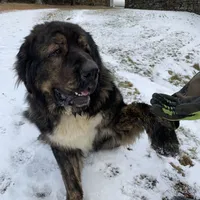 Tibetan Mastiff Prince, a male Caucasian Ovcharka and Tibetan Mastiff for sale in Newburgh, NY – Photo 2 of 4