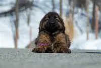 Fila Braziliero/CO pup 4, a female Caucasian Ovcharka and Fila Brasileiro for sale in Newburgh, NY – Photo 1 of 3