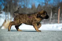 Fila Braziliero/CO pup 4, a female Caucasian Ovcharka and Fila Brasileiro for sale in Newburgh, NY – Photo 3 of 3